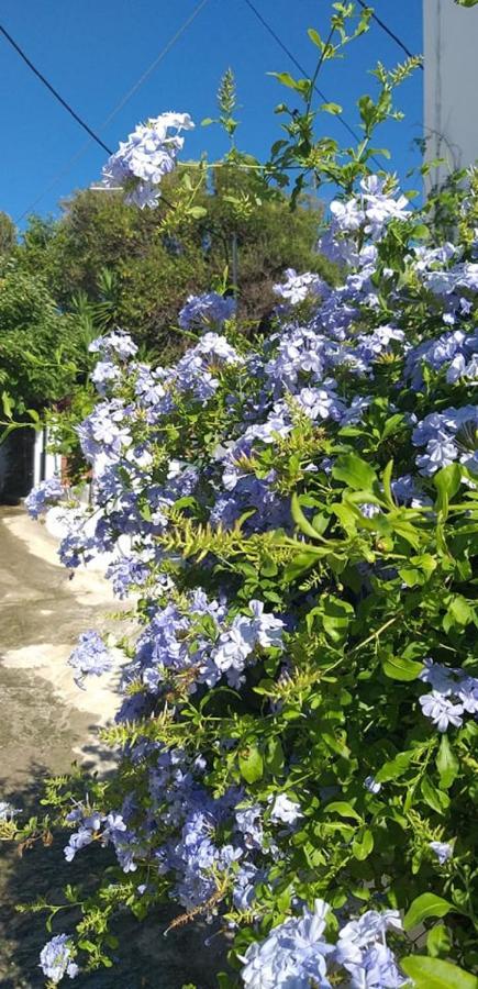 Nereides Apartments Agios Gordios  Dış mekan fotoğraf